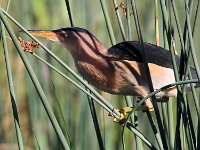 little bitern 2  Little Bittern - Frieda Prinsloo 2013 : frieda